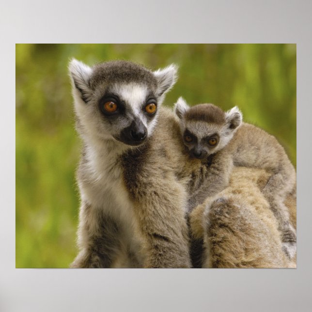 Ringstjärtade lemurer (Lemur catta) Mor & unge. Poster (Framsidan)