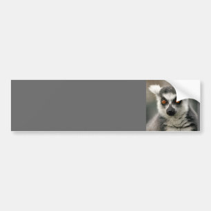 ringsvanlemur bildekal