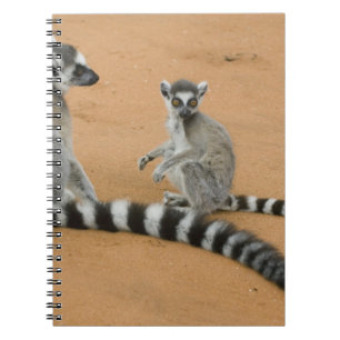 Ringsvanslemurer, (Lemur catta), Berenty Anteckningsbok Med Spiral