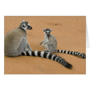 Ringsvanslemurer, (Lemur catta), Berenty Hälsningskort