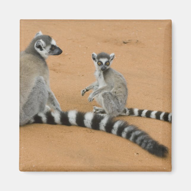 Ringsvanslemurer, (Lemur catta), Berenty Magnet (Framsidan)