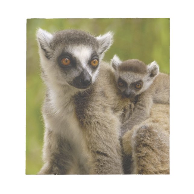 Ringsvanslemurer (Lemur catta) Mor & barn. Anteckningsblock (Framsida)