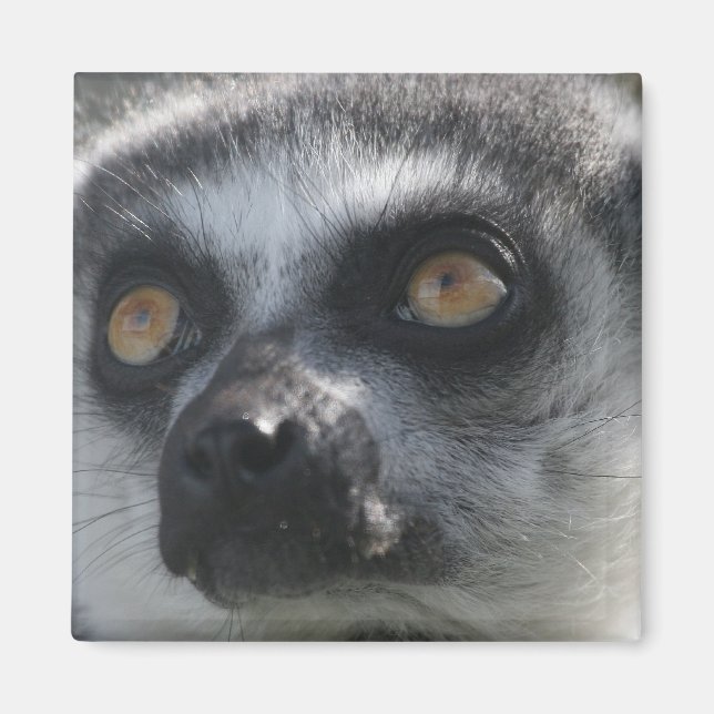 Ringtail Lemur Magnet (Framsidan)
