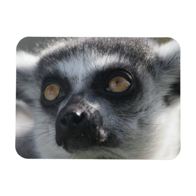 Ringtail Lemur Magnet (Horisontell)
