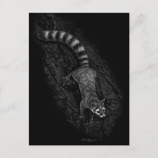 Ringtail Vykort