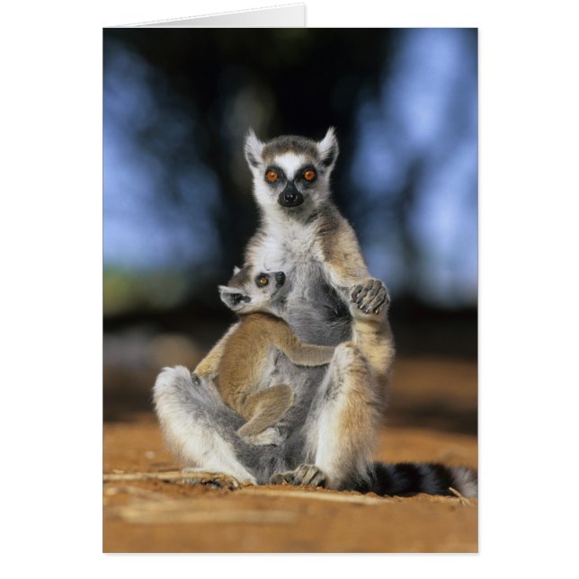 Ringtailad lemur, (Lemur catta), Mor och Hälsningskort (Framsidan)