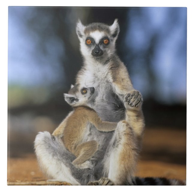Ringtailad lemur, (Lemur catta), Mor och Kakelplatta (Framsidan)