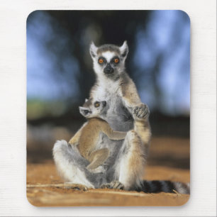 Ringtailad lemur, (Lemur catta), Mor och Musmatta