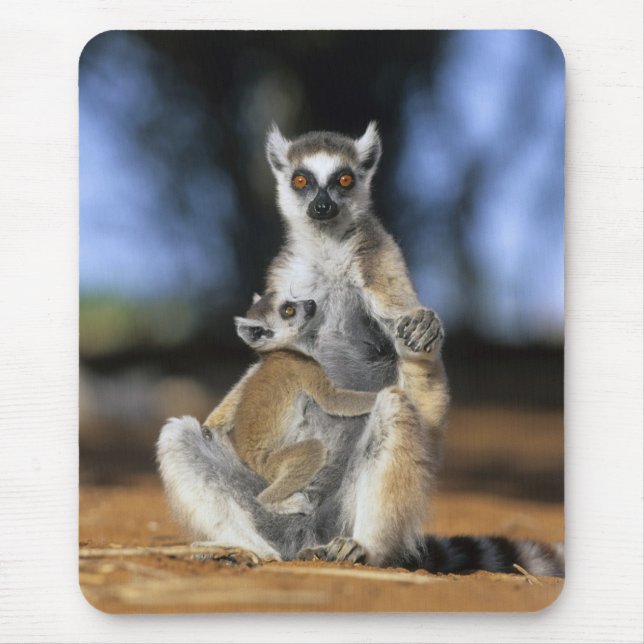 Ringtailad lemur, (Lemur catta), Mor och Musmatta (Framsidan)