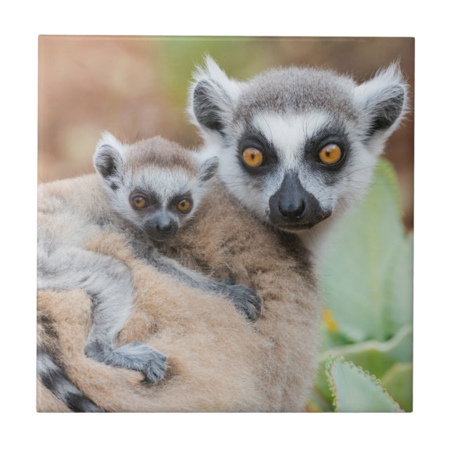 Ringtailad lemurbebis på mammans rygg kakelplatta (Framsidan)