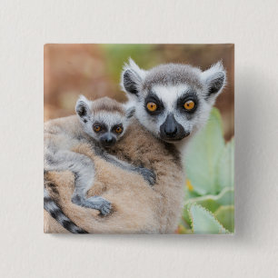 Ringtailad lemurbebis på mammans rygg knapp