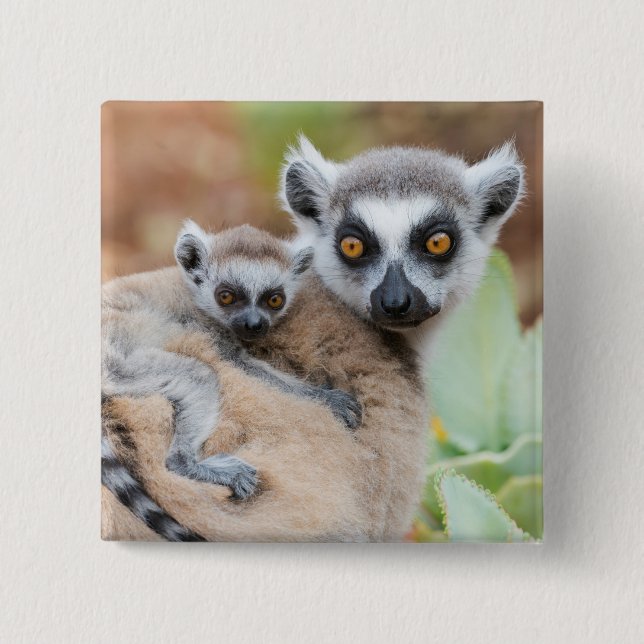Ringtailad lemurbebis på mammans rygg knapp (Framsida)