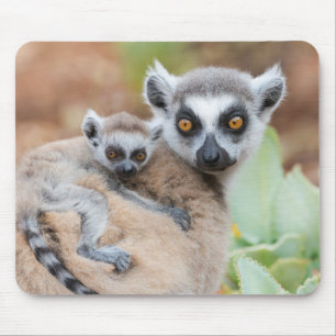Ringtailad lemurbebis på mammans rygg musmatta