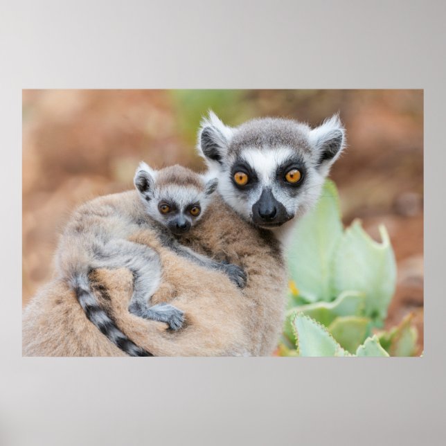 Ringtailad lemurbebis på mammans rygg poster (Framsidan)