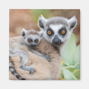 Ringtailad lemurbebis på moderns rygg magnet