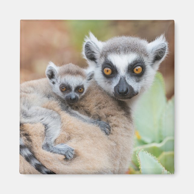 Ringtailad lemurbebis på moderns rygg magnet (Framsidan)