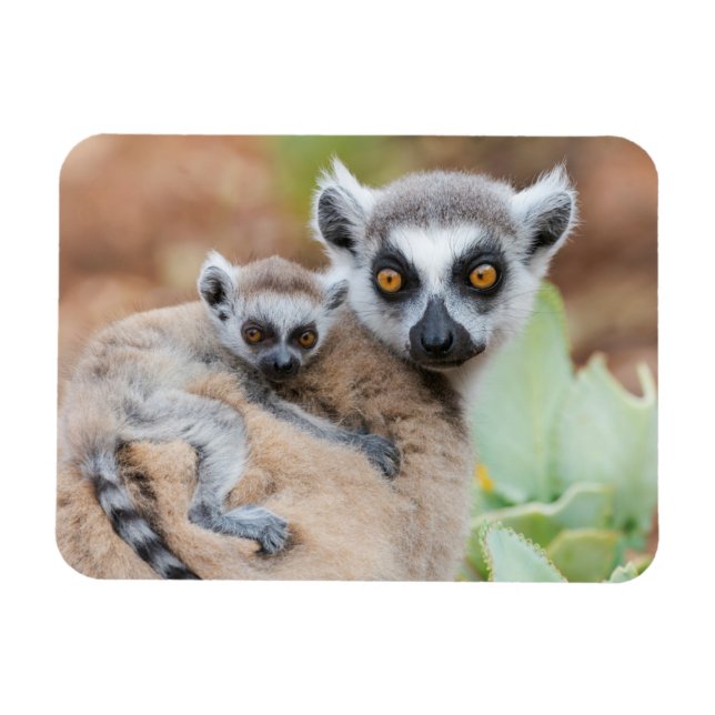 Ringtailad lemurbebis på moderns rygg magnet (Horisontell)