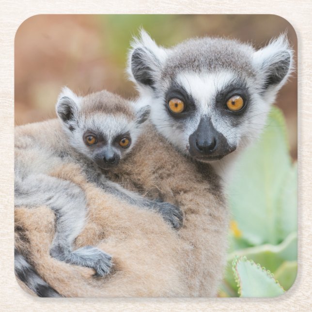 Ringtailad lemurbebis på moderns rygg underlägg papper kvadrat (Framsidan)