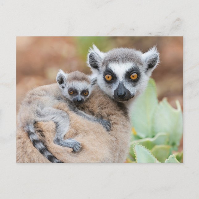 Ringtailad lemurbebis på moderns rygg vykort (Framsida)