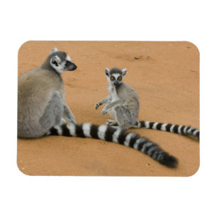 Ringtailade lemurer, (Lemur catta), Berenty Magnet