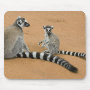 Ringtailade lemurer, (Lemur catta), Berenty Musmatta