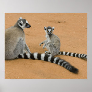 Ringtailade lemurer, (Lemur catta), Berenty Poster