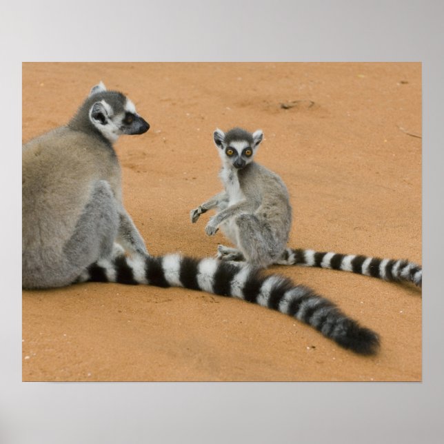 Ringtailade lemurer, (Lemur catta), Berenty Poster (Framsidan)
