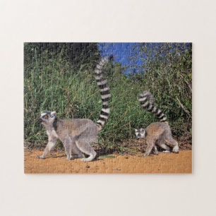 Ringtailade lemurer (Lemur Catta), Berenty Pussel