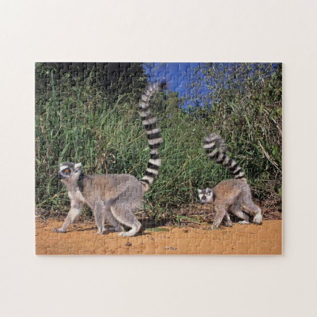 Ringtailade lemurer (Lemur Catta), Berenty Pussel (Horisontell)
