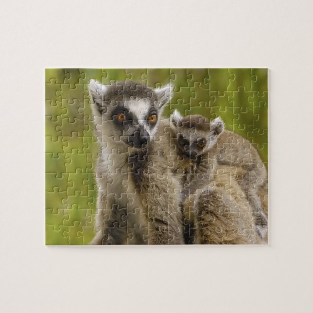 Ringtailade lemurer (Lemur catta) Mor & baby. Pussel (Horisontell)