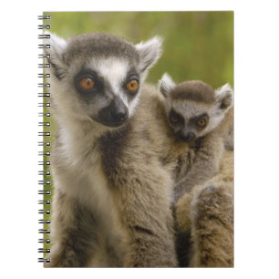 Ringtailade lemurer (Lemur catta) Mor & barn. Anteckningsbok