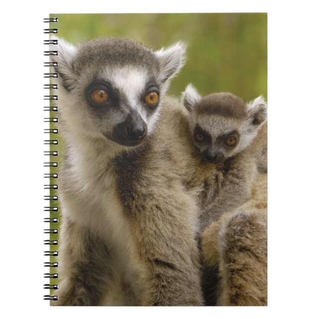 Ringtailade lemurer (Lemur catta) Mor & barn. Anteckningsbok (Framsidan)