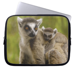 Ringtailade lemurer (Lemur catta) Mor & barn. Laptop Sleeve