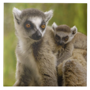 Ringtailade lemurer (Lemur catta) Mor & unge. Kakelplatta