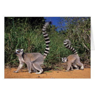 Ringtaillemurer (Lemur Catta), Berenty Hälsningskort