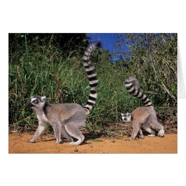 Ringtaillemurer (Lemur Catta), Berenty Hälsningskort (Framsidan Horizontal)