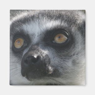 RingtailLemurmagnet Magnet