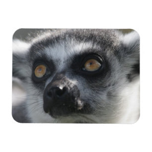 RingtailLemurmagnet Magnet