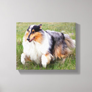 Rinnande blåttMerle Collie Canvastryck