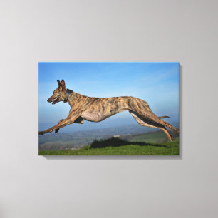 Rinnande Brindled Lurcher Canvastryck