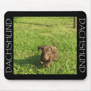 Rinnande Doxie Musmatta