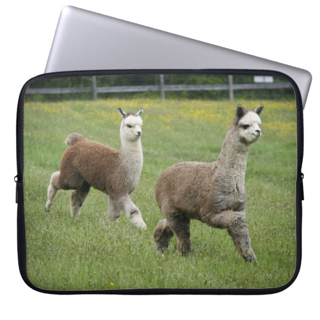 Rinnande gråa Alpacas Laptop Fodral (Framsidan)