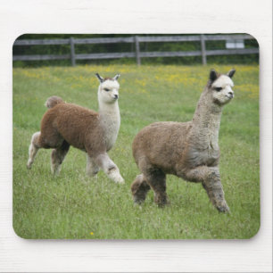 Rinnande gråa Alpacas Musmatta