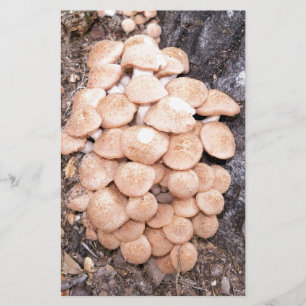 rinnande honungssvampar brevpapper
