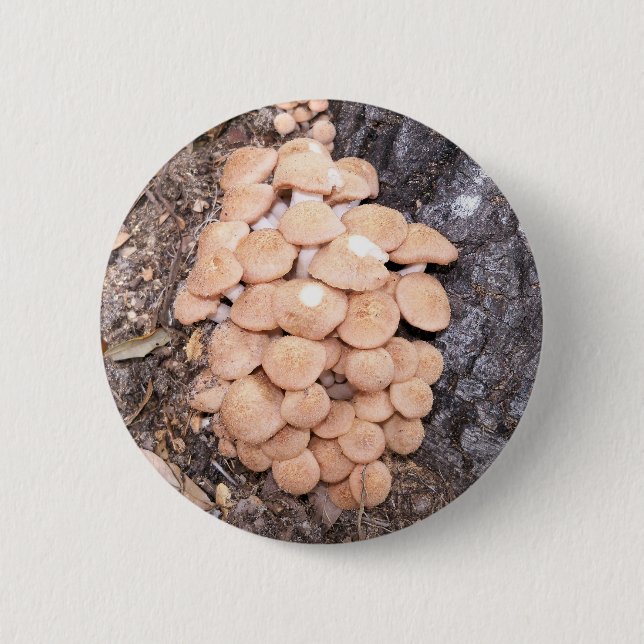 rinnande honungssvampar knapp (Framsida)