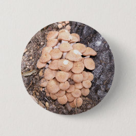 rinnande honungssvampar knapp