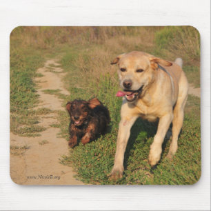 Rinnande lycklig tax & Labrador Musmatta