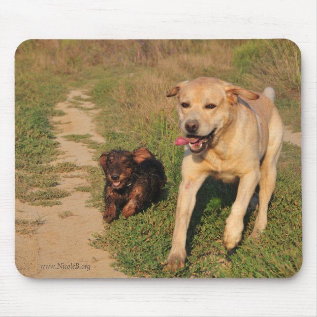 Rinnande lycklig tax & Labrador Musmatta (Framsidan)