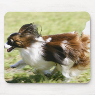 Rinnande Papillon Musmatta