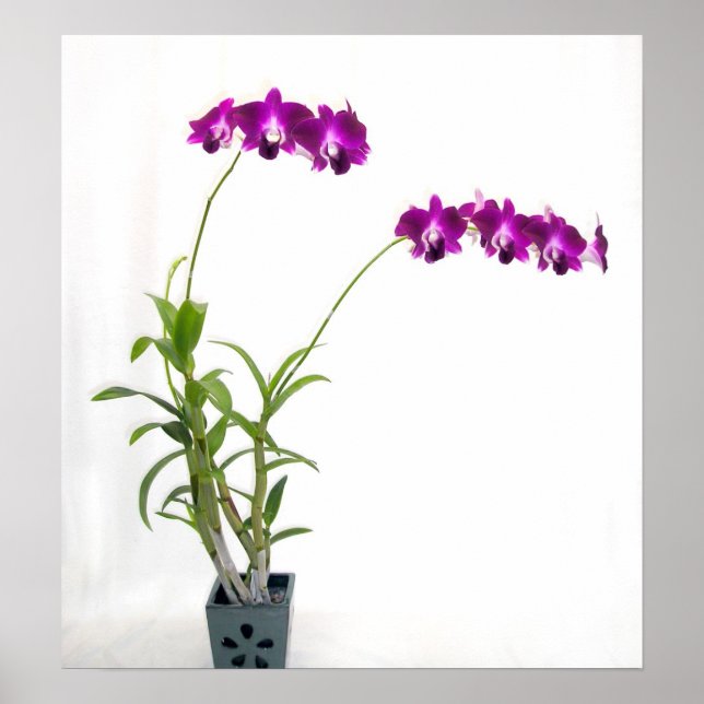Rinnapa Dendrobium Orchid Plant Poster (Framsidan)